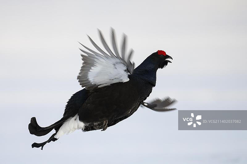 哈姆拉国家公园的黑琴鸡，瑞典，欧洲图片素材
