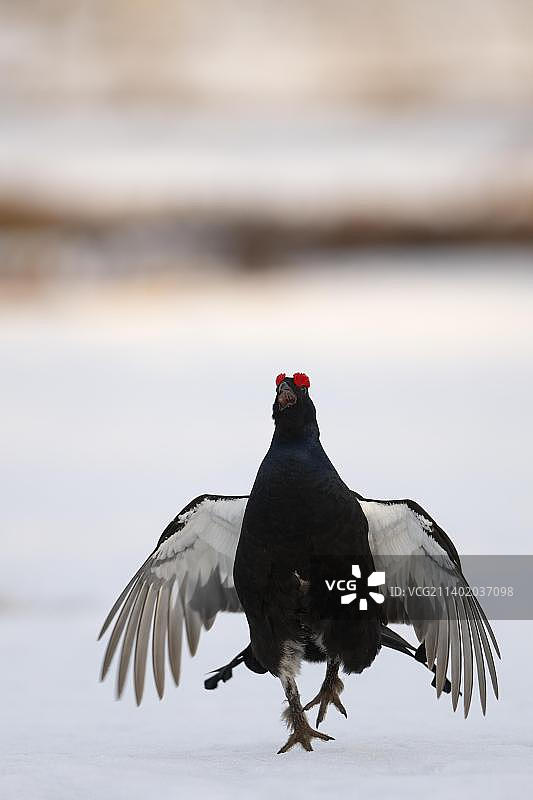 哈姆拉国家公园的黑琴鸡，瑞典，欧洲图片素材