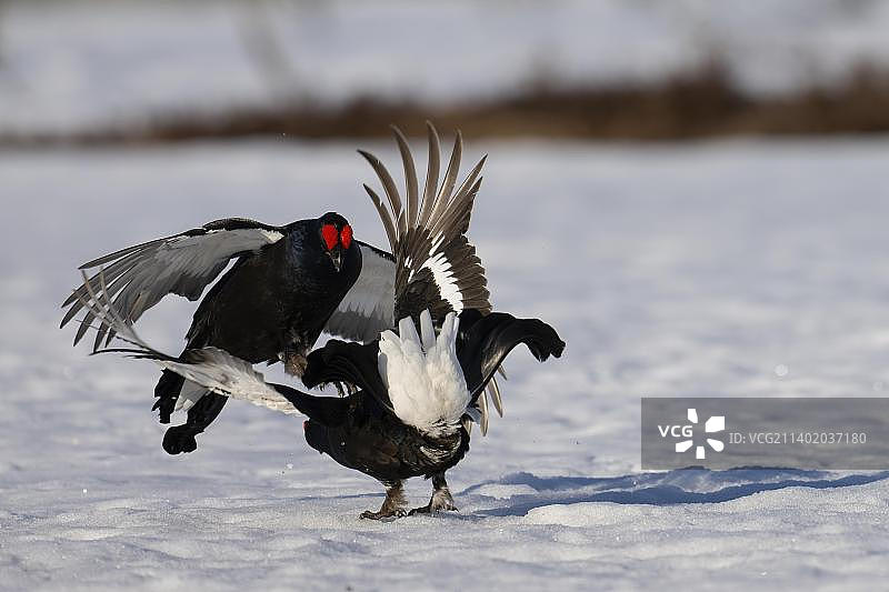 黑松鸡求偶，哈姆拉国家公园，达拉纳，瑞典，欧洲图片素材