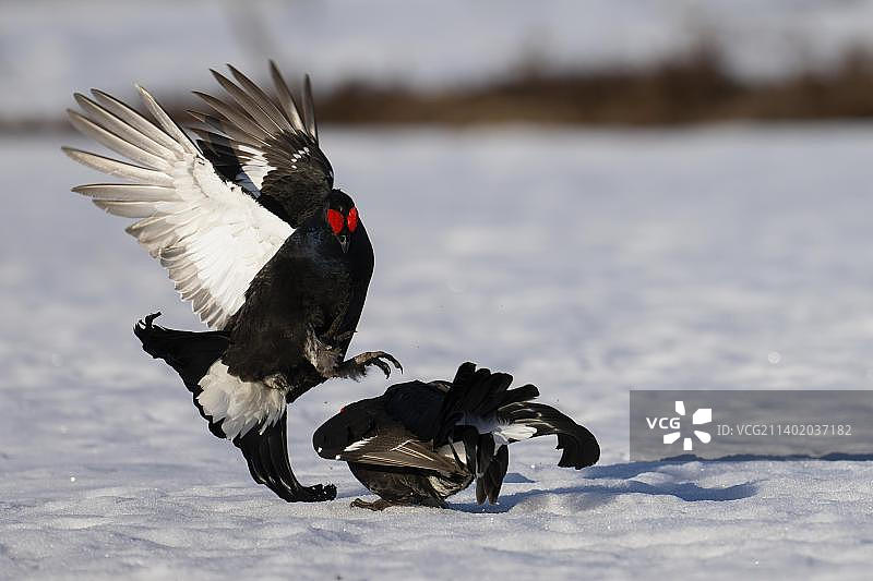 黑松鸡求偶，哈姆拉国家公园，达拉纳，瑞典，欧洲图片素材