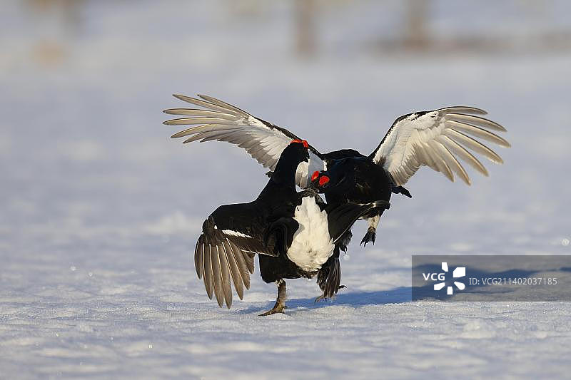 黑松鸡求偶，哈姆拉国家公园，达拉纳，瑞典，欧洲图片素材
