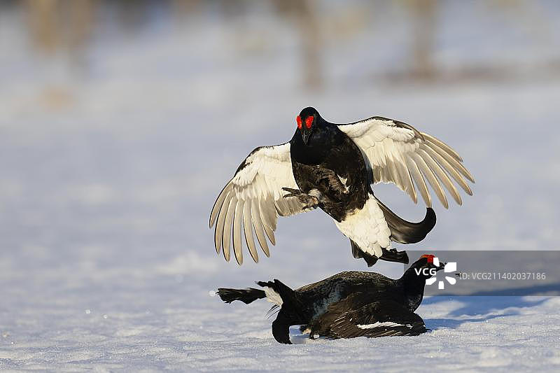 黑松鸡求偶，哈姆拉国家公园，达拉纳，瑞典，欧洲图片素材