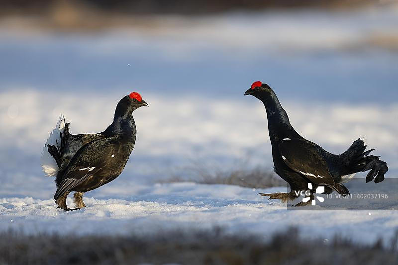 黑松鸡求偶，哈姆拉国家公园，达拉纳，瑞典，欧洲图片素材