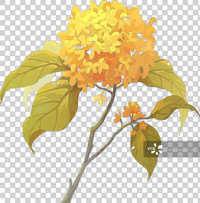 秋天桂花香图片素材