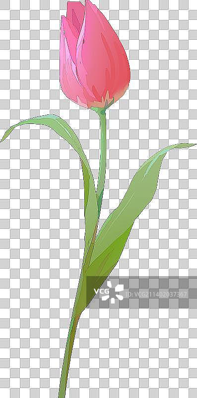 粉色郁金香图片素材