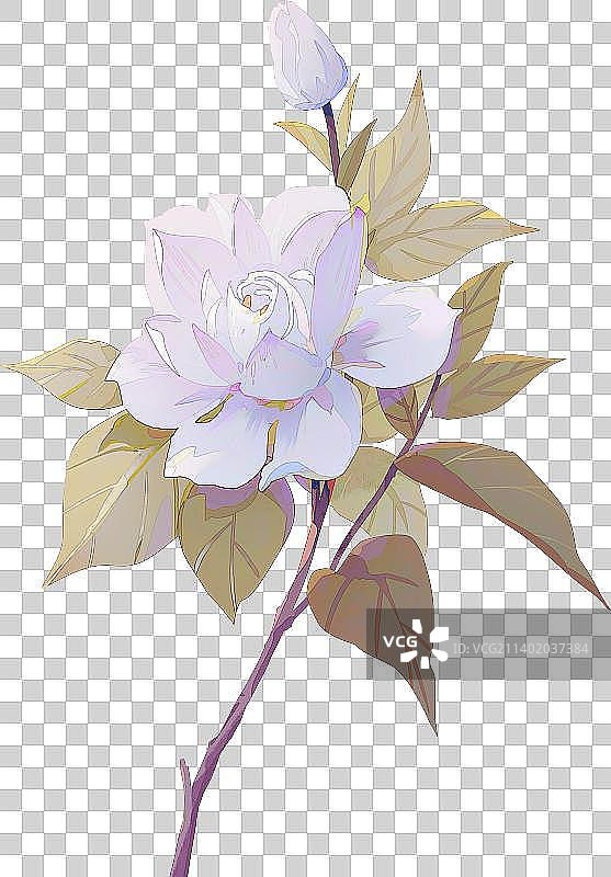 素雅栀子花图片素材