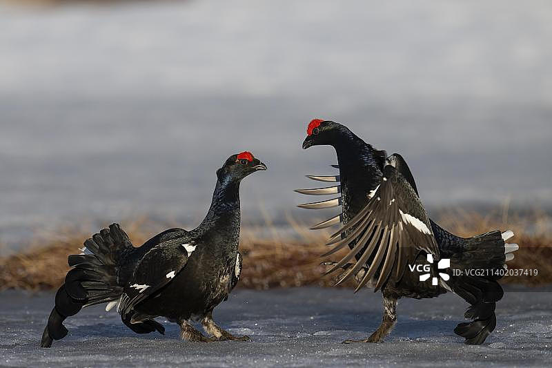 黑松鸡求偶，哈姆拉国家公园，达拉纳，瑞典，欧洲图片素材