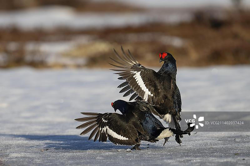 黑松鸡求偶，哈姆拉国家公园，达拉纳，瑞典，欧洲图片素材