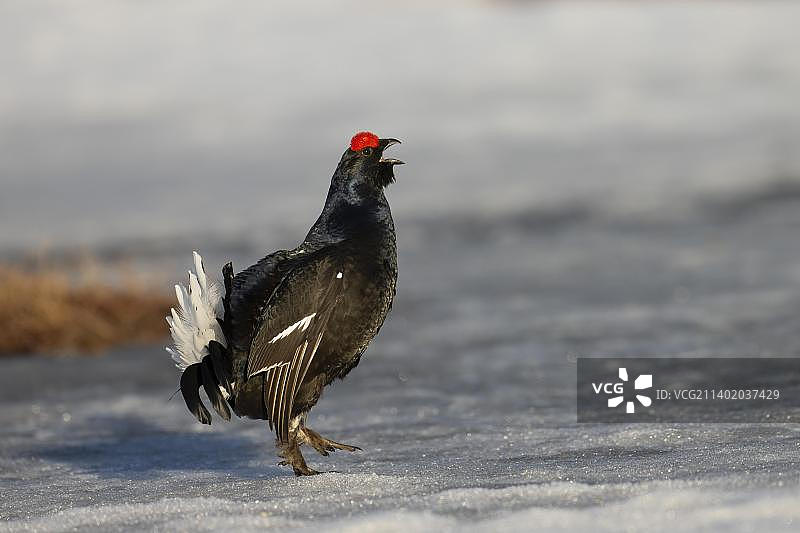 黑松鸡求偶，哈姆拉国家公园，达拉纳，瑞典，欧洲图片素材