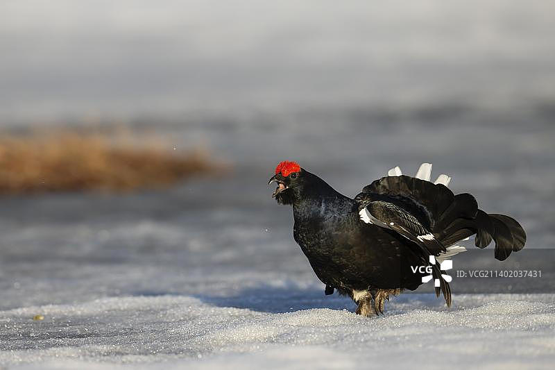 黑松鸡求偶，哈姆拉国家公园，达拉纳，瑞典，欧洲图片素材
