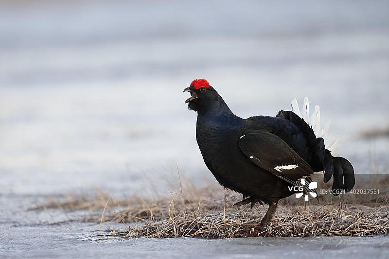 黑松鸡求偶，哈姆拉国家公园，达拉纳，瑞典，欧洲图片素材