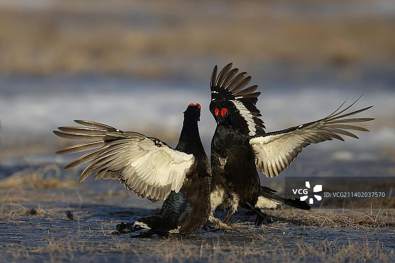 黑松鸡求偶，哈姆拉国家公园，达拉纳，瑞典，欧洲图片素材