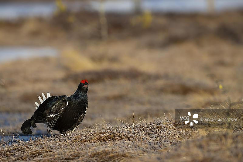 黑松鸡求偶，哈姆拉国家公园，达拉纳，瑞典，欧洲图片素材