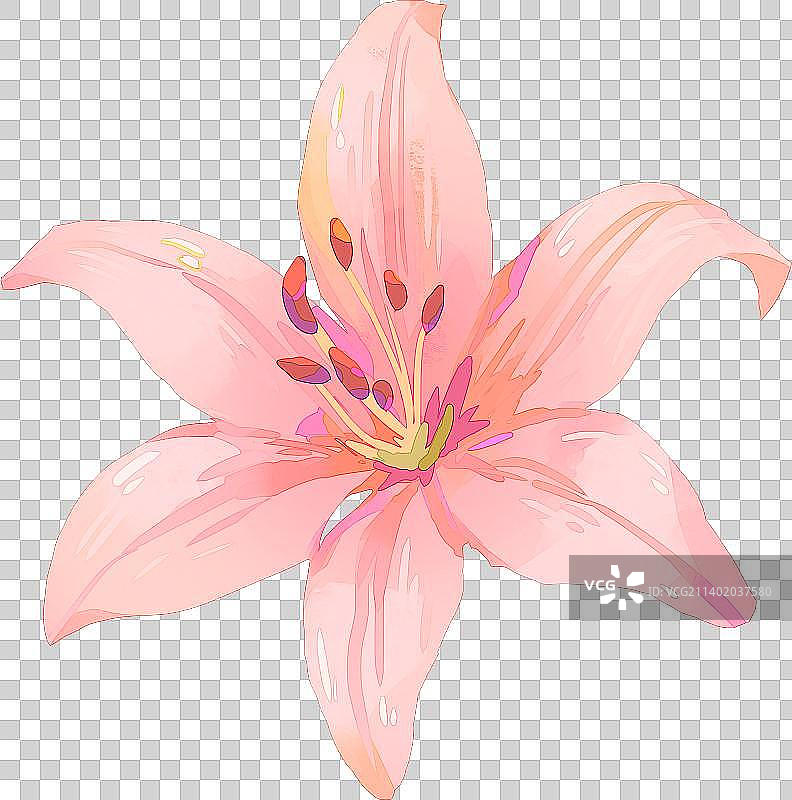 香水百合图片素材