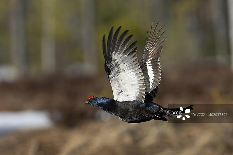 黑松鸡求偶，哈姆拉国家公园，达拉纳，瑞典，欧洲图片素材