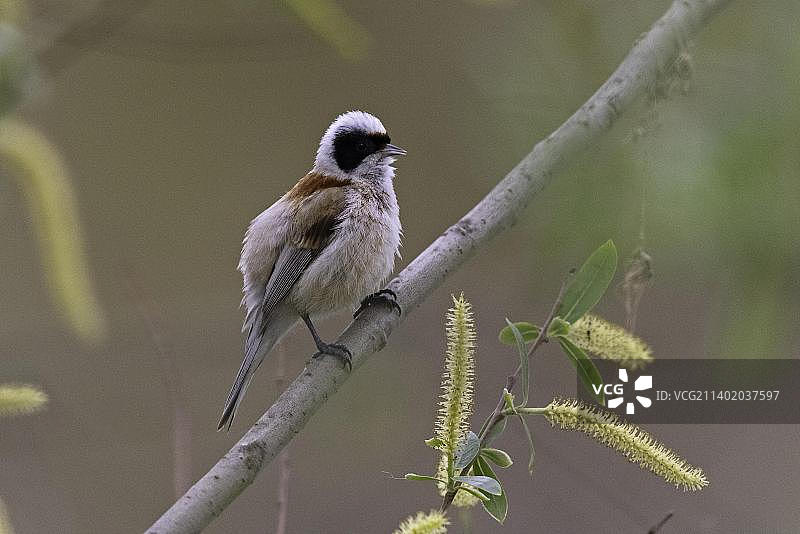 欧亚攀雀雄鸟在求偶期鸣叫（德国图林根）图片素材