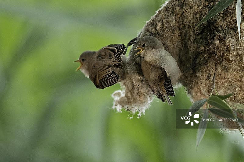 在德国图林根州傍晚迁徙前巢中的欧亚攀雀幼鸟图片素材