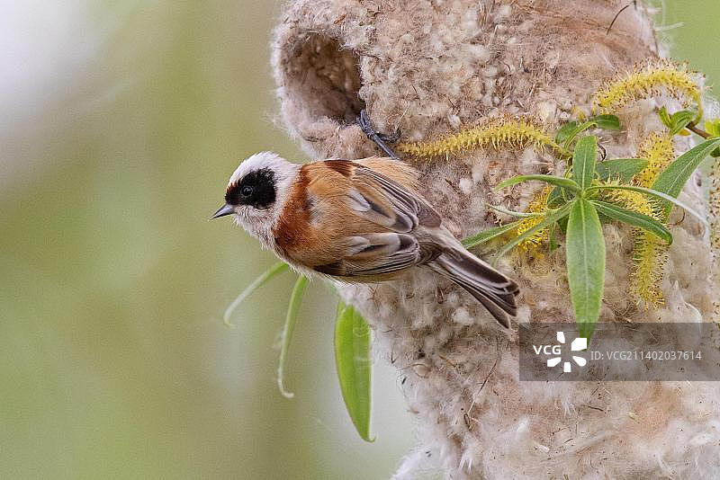 欧亚攀雀在巢穴旁（德国图林根州）图片素材