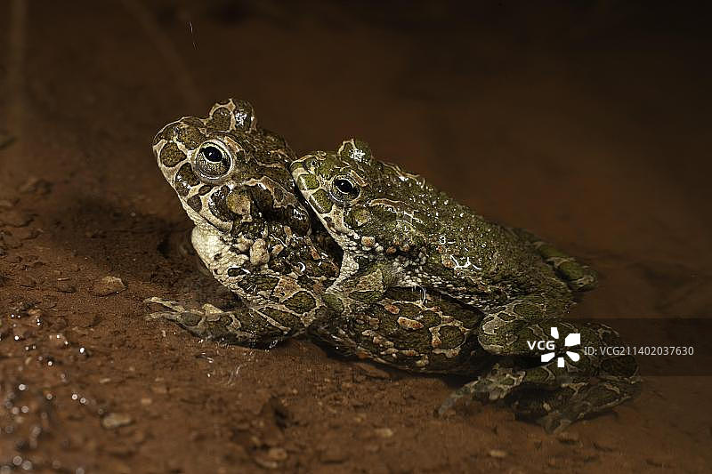欧洲绿蟾蜍（Bufo viridis）交配，德国图林根图片素材