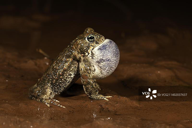 鼓胀着鸣囊的雄性芦苇蟾蜍，图林根图片素材
