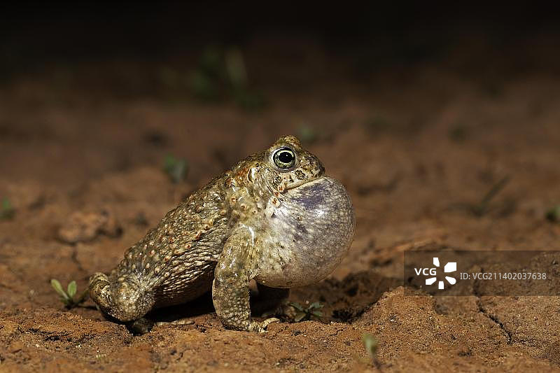 鼓胀着鸣囊的雄性芦苇蟾蜍，图林根图片素材
