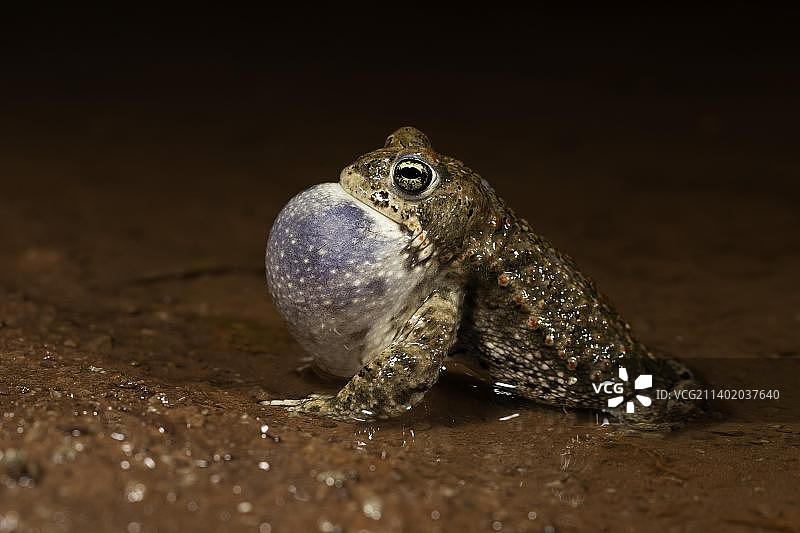 鼓胀着鸣囊的雄性芦苇蟾蜍，图林根图片素材
