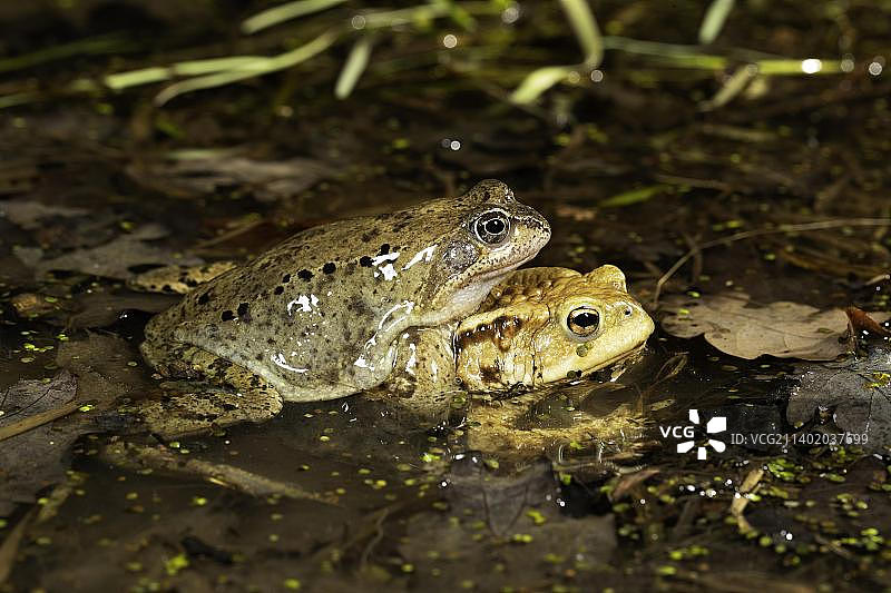 普通蟾蜍和普通青蛙，不匹配，蟾蜍迁徙，德国图片素材