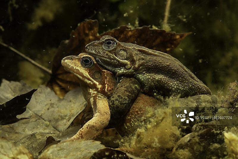 德国图林根州水底抱对的普通林蛙图片素材