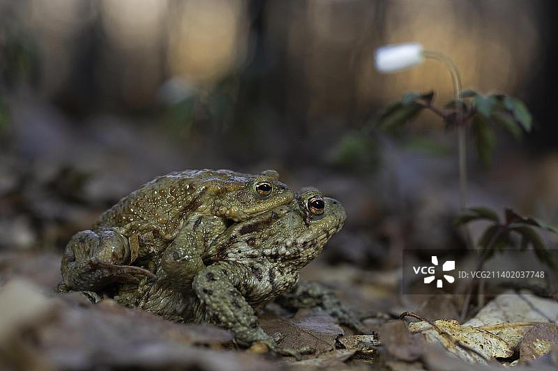 普通蟾蜍（Bufo bufo），在落叶林中与木茴香交配，德国图林根图片素材