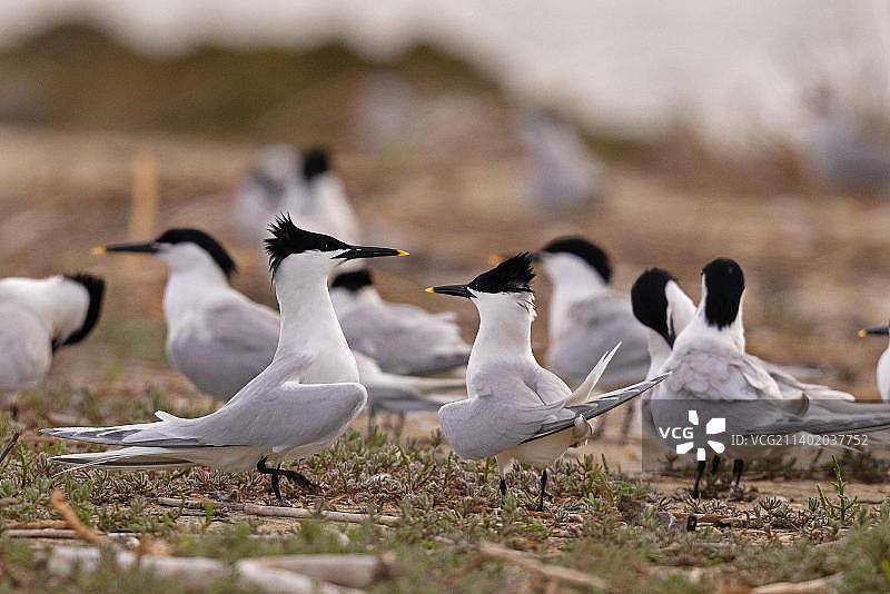白嘴端燕鸥求偶展示，多瑙河三角洲生物圈保护区，罗马尼亚，欧洲图片素材