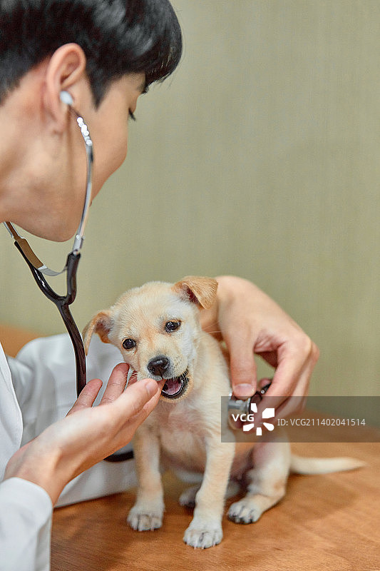 动物医院，小狗，兽医，宠物保险，医疗检查，诊所，狗，伴侣动物图片素材