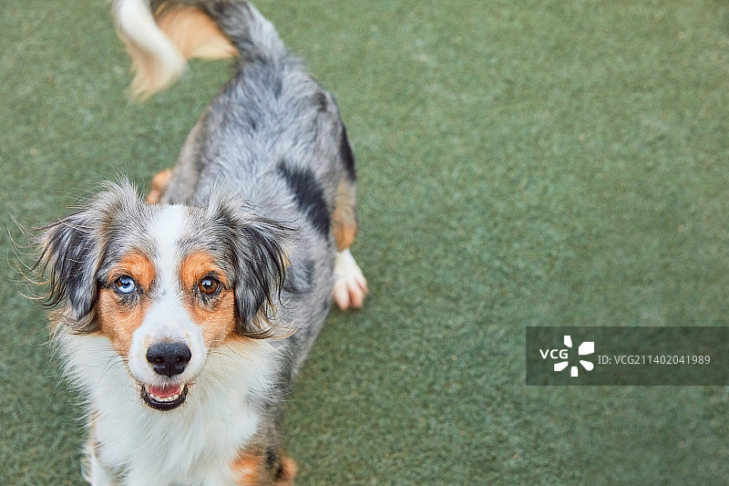 宠物狗咖店里的异瞳小狗图片素材