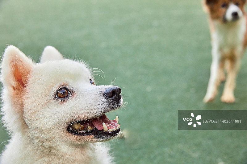 小狗宠物咖啡馆图片素材
