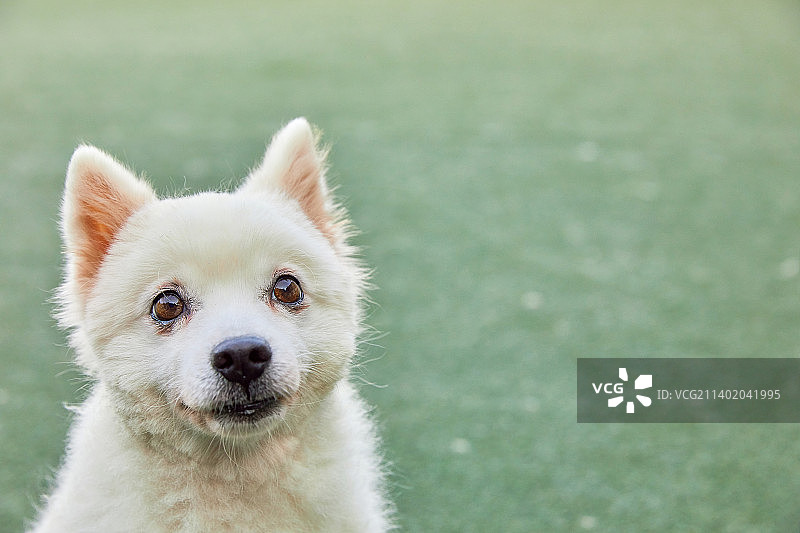 小狗，宠物，狗咖，萨摩耶犬图片素材