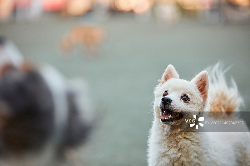 幼犬，宠物，宠物咖啡馆，狗图片素材