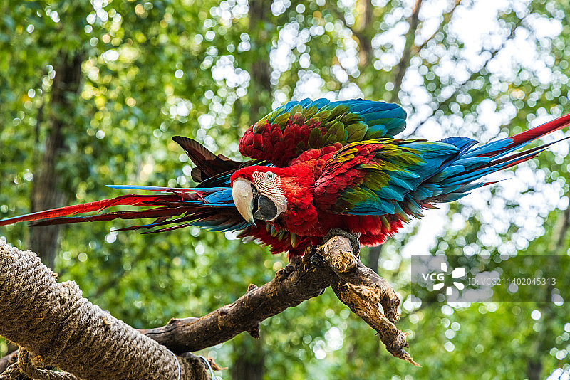 红绿金刚鹦鹉图片素材