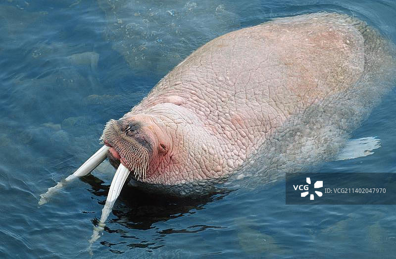 太平洋海象图片素材