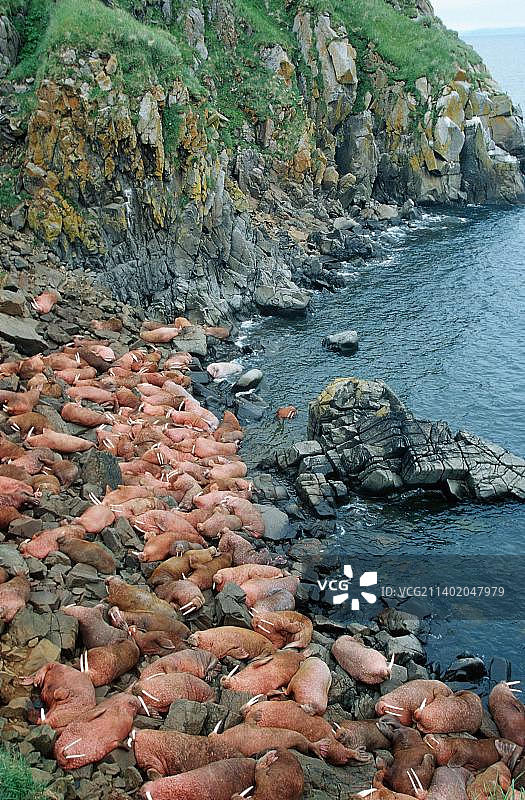 太平洋海象图片素材