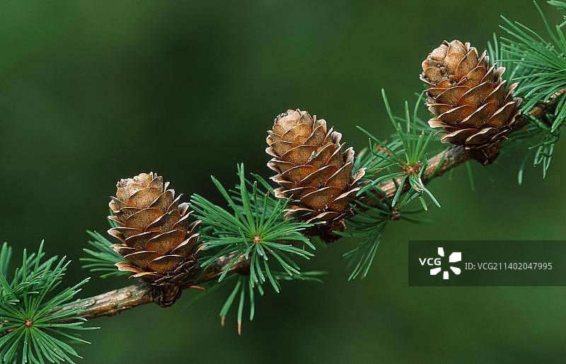 欧洲落叶松图片素材