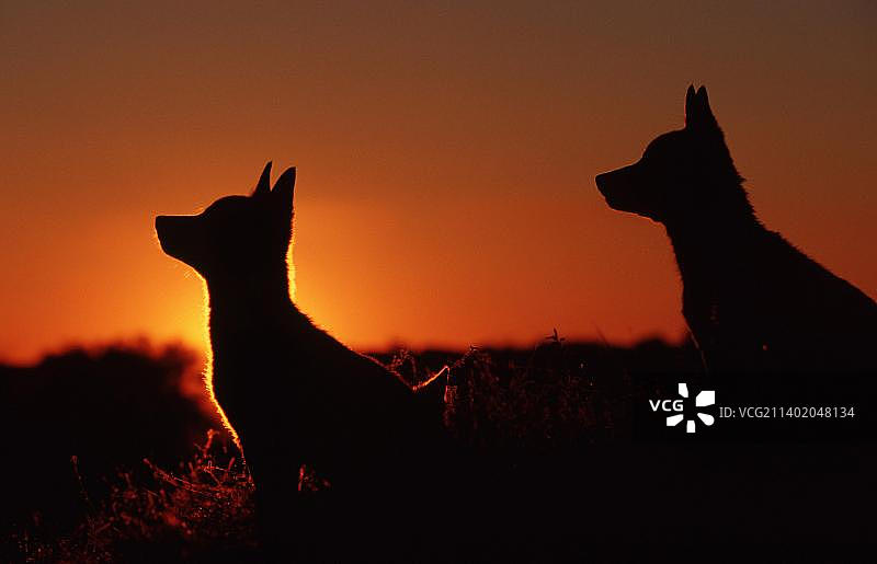 澳洲野犬图片素材
