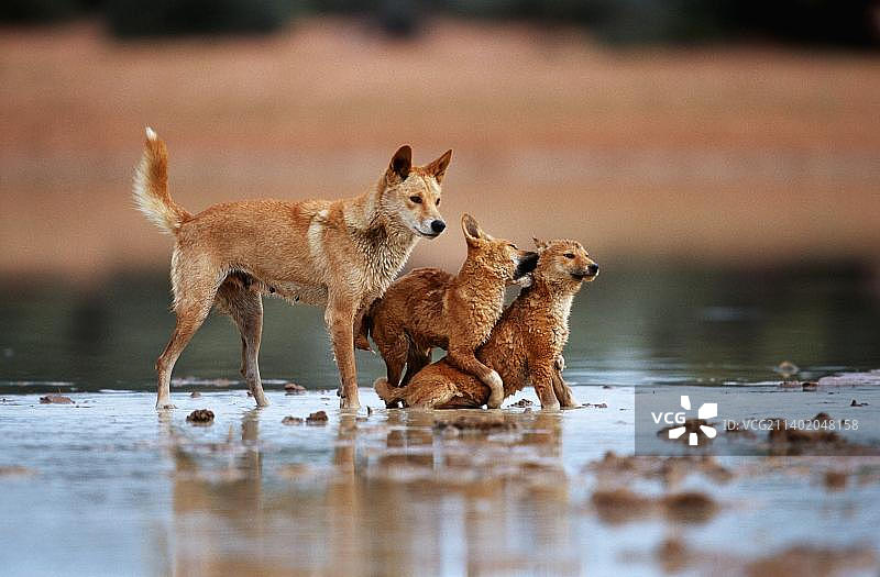 澳洲野犬图片素材