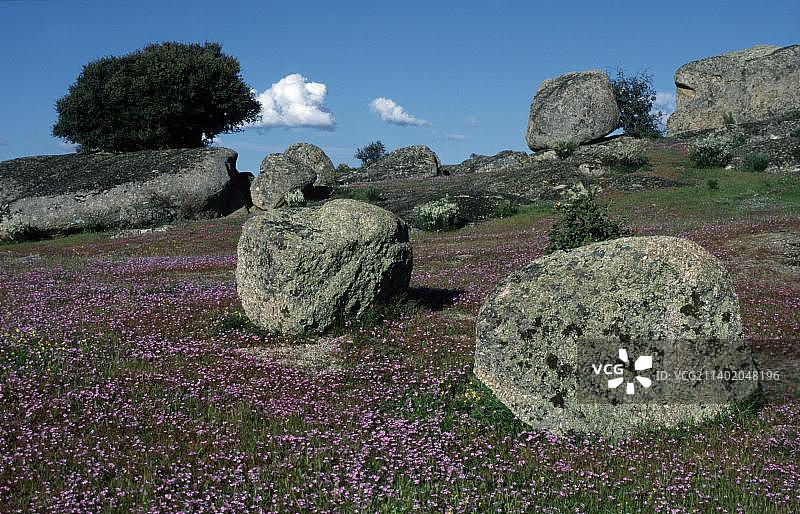 西班牙埃斯特雷马杜拉花卉草甸中的巨石图片素材