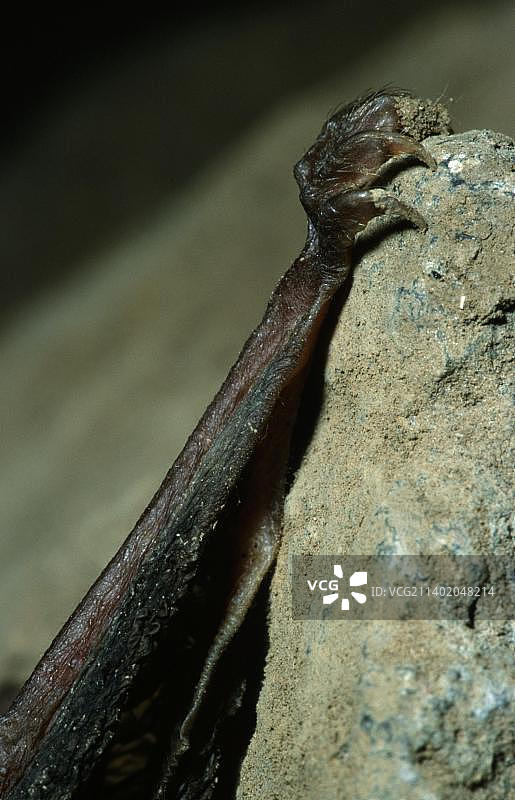 棕色长耳蝙蝠图片素材