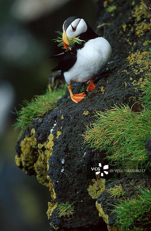 角海雀图片素材