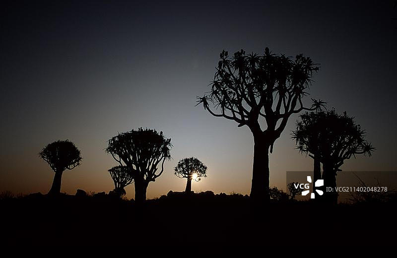 箭筒芦荟图片素材