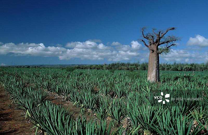 非洲猴面包树（Adansonia sisal (Agave sisalana)图片素材