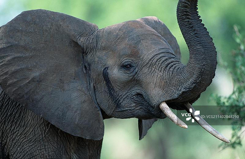 非洲象(非洲象)图片素材