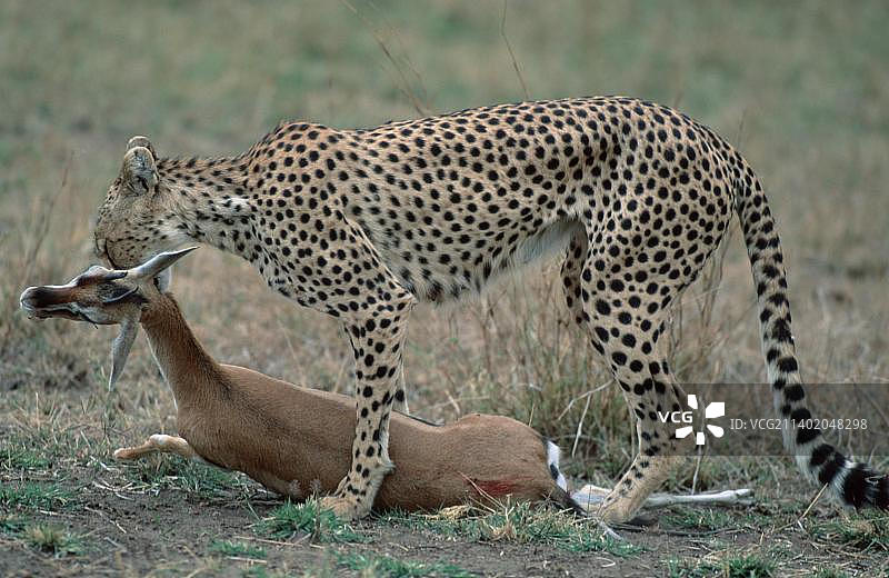 猎豹和汤氏瞪羚图片素材