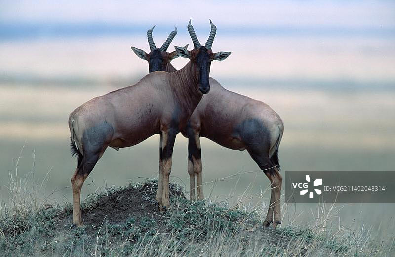 萨萨比（黑面狷羚）图片素材