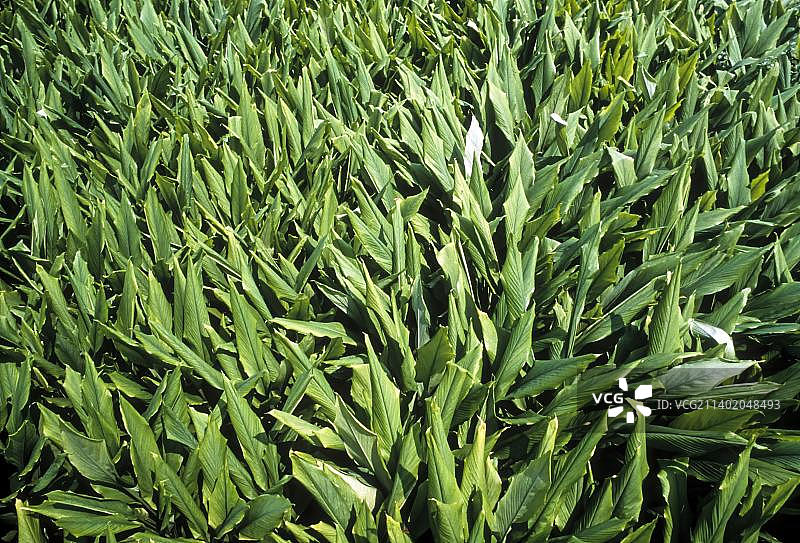 泰米尔纳德邦田间的姜黄植物图片素材